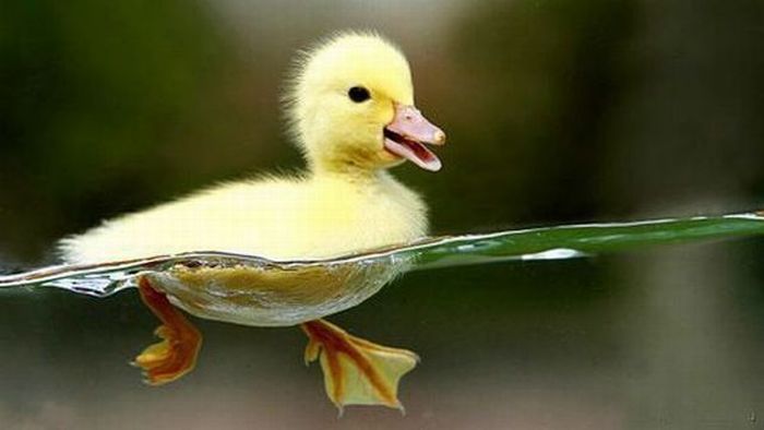 cute-duck.jpg
