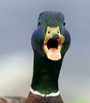 Quack! Quack! Quack! A Call for New Guest Ducks