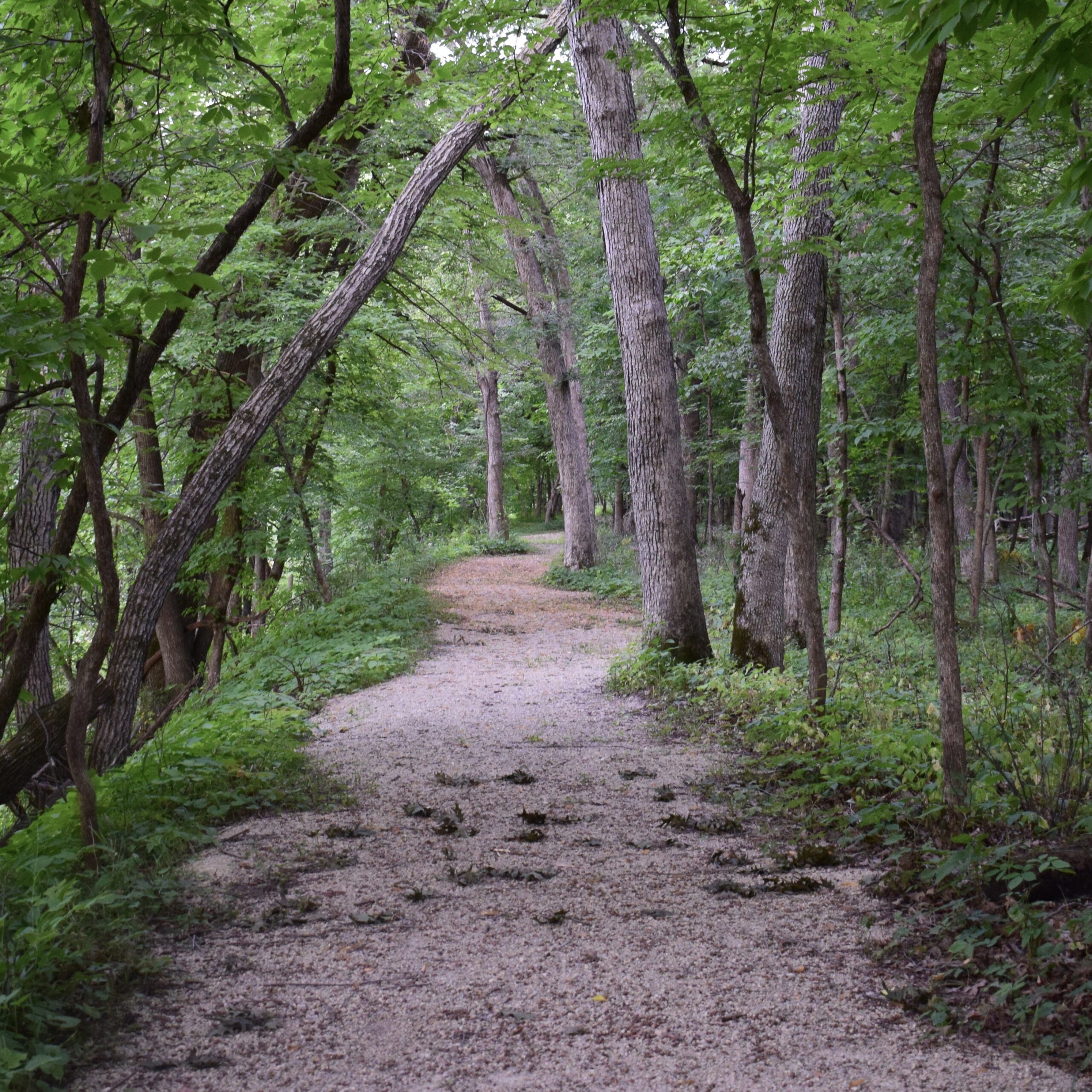 Strategic Service on the Tenure Track | The Duck of Minerva